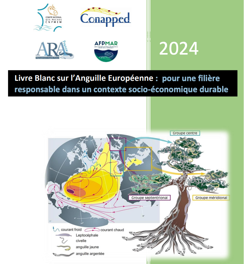 Livre Blanc sur l’Anguille Européenne: Pour une filière responsable dans un contexte socio-économique durable