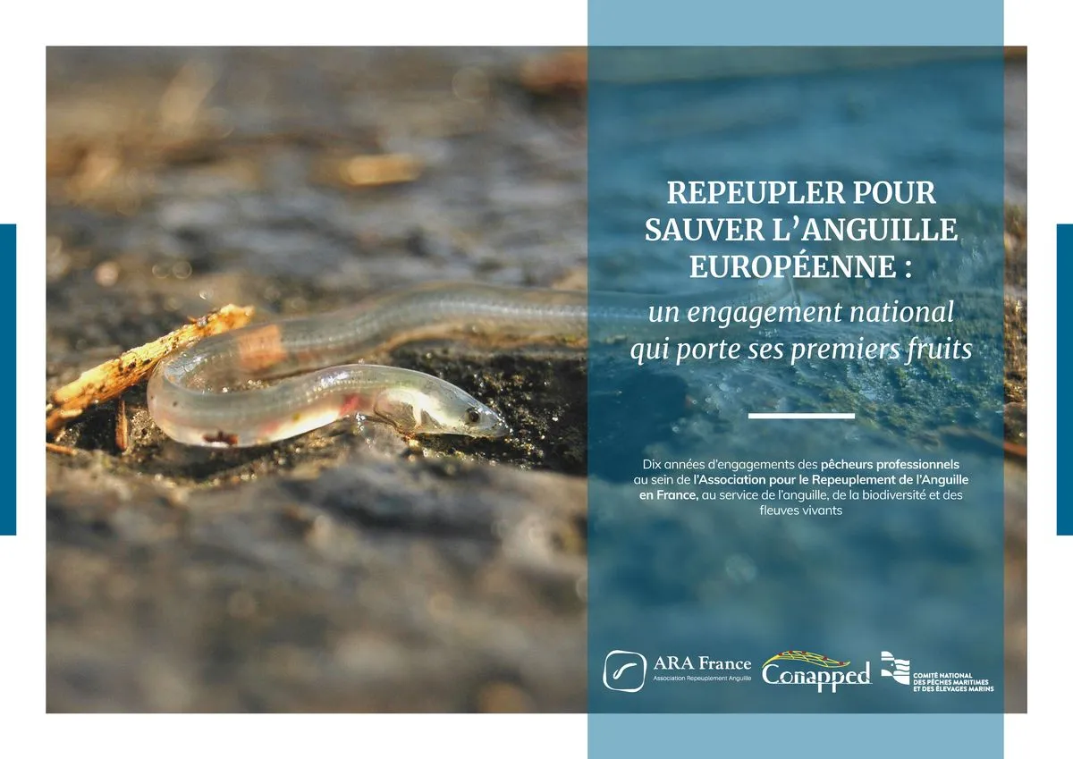 Nouvelle brochure en ligne : « Repeupler pour sauver l’anguille européenne »